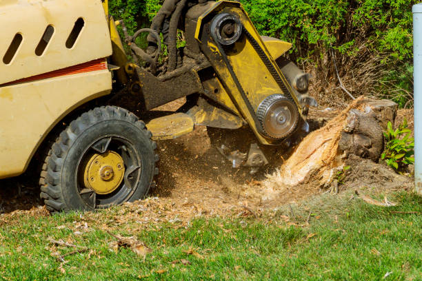 How Our Tree Care Process Works  in  Sheldon, TX